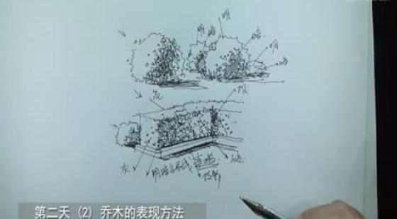 第四节,乔木植物的画法---景观初级手绘视频