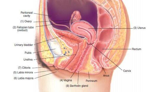 12章&nbsp;女性生殖系統(tǒng)