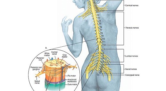 66章&nbsp;神經(jīng)系統(tǒng)-2