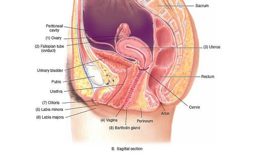 12章&nbsp;女性生殖系統(tǒng)
