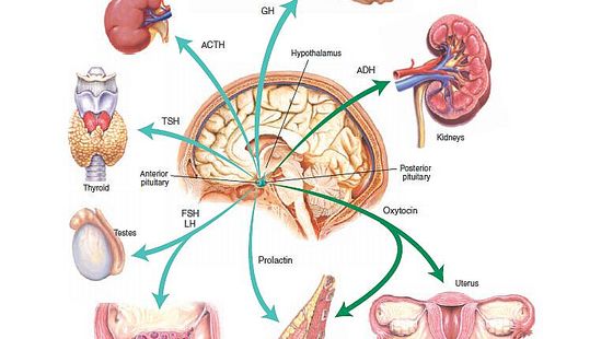 54章&nbsp;內(nèi)分泌