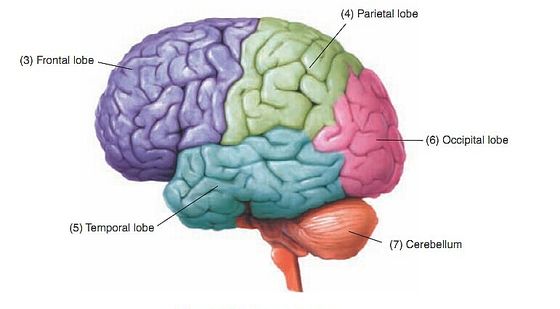 66章&nbsp;神經(jīng)系統(tǒng)疾病