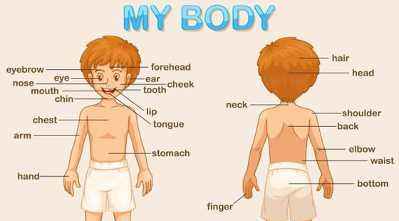 添翼ISPN/RN醫(yī)學詞匯課&nbsp;第二章&nbsp;Body&nbsp;Strcture,Color&nbsp;and&nbsp;Oncology&nbsp;