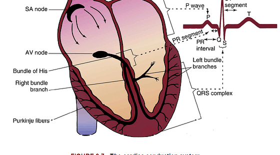 添翼ISPN/RN專業(yè)課&nbsp;60章&nbsp;心血管系統(tǒng)疾病