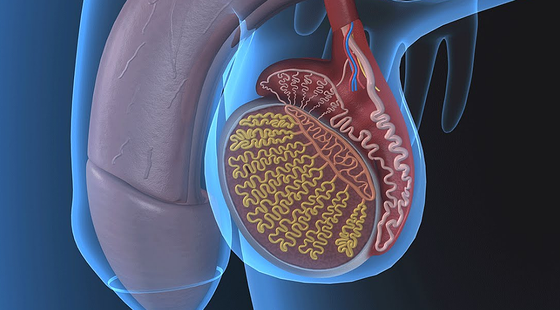添翼ISPN/RN&nbsp;2017暑假班詞匯課&nbsp;第七章&nbsp;Male&nbsp;Reproductive&nbsp;System&nbsp;男性生殖系統(tǒng)