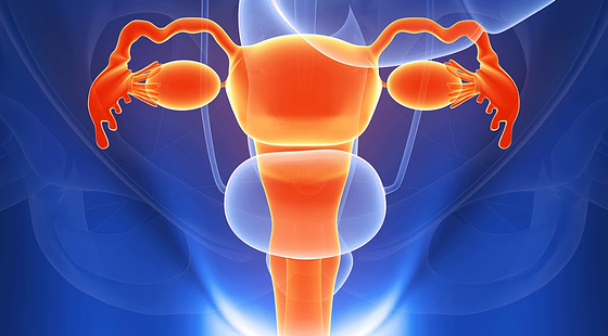 添翼ISPN/RN&nbsp;2017暑假班詞匯課&nbsp;第八章&nbsp;Female&nbsp;Reproductive&nbsp;System&nbsp;女性生殖系統(tǒng)