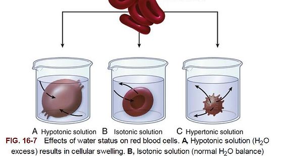 添翼2017-2018年ISPN/RN專業(yè)課&nbsp;第8章&nbsp;體液與電解質(zhì)平衡