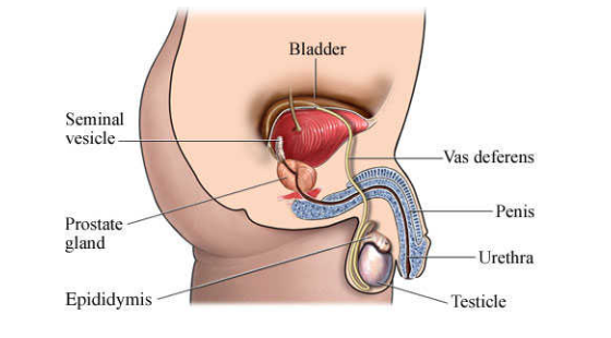 2017-2018年度醫(yī)學(xué)詞匯課&nbsp;第七章&nbsp;男性生殖系統(tǒng)
