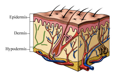 2018年寒假班&nbsp;英語醫(yī)學術語課&nbsp;第四章&nbsp;皮膚系統(tǒng)
