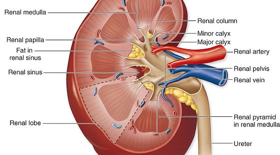 添翼2017-2018年ISPN/RN專業(yè)課58章&nbsp;成人泌尿系統(tǒng)