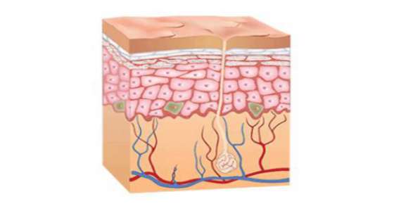 2018年暑期班&nbsp;第四章&nbsp;&nbsp;Integumentary&nbsp;System
