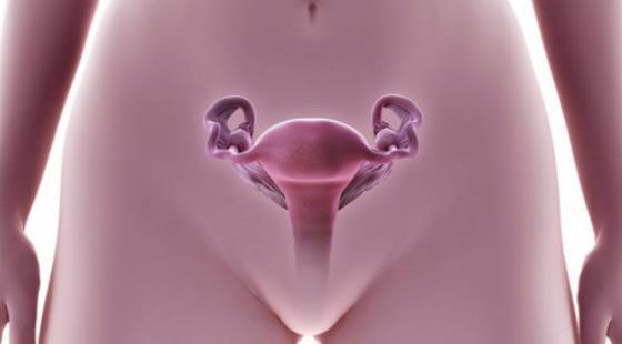 2018年暑期班&nbsp;第八章&nbsp;Female&nbsp;Reproductive&nbsp;System