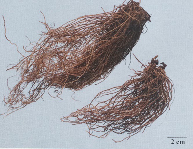 班主任带你讲真题之中药一(下):2017年执业药师真题答案解析