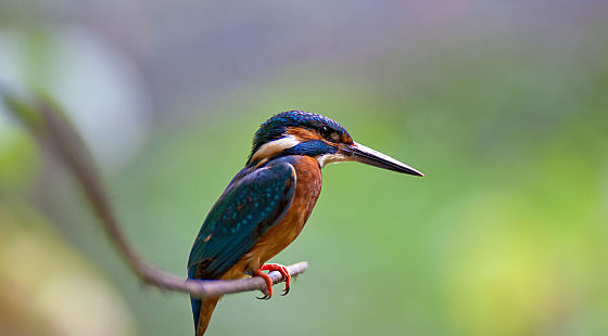 课程大全                     【主讲老师】李永乐,武忠祥,曹显兵